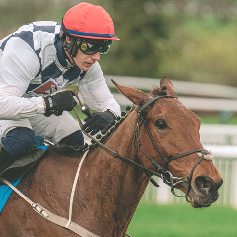 Horse and jockey at Cheltenham Festival