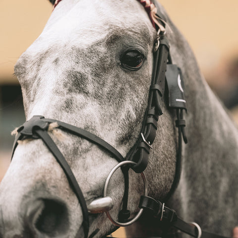 Close up of a horse at Cheltenham
